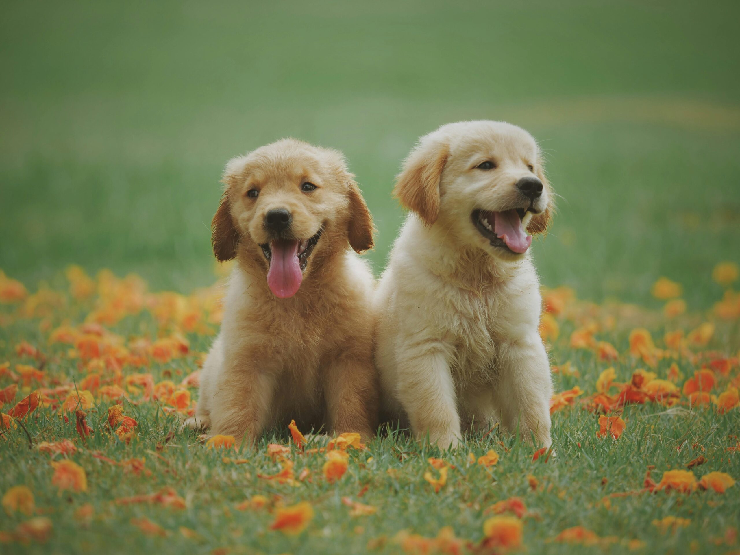 Two playful golden retriever puppies sitting in a field of orange flowers, smiling and enjoying the outdoors.